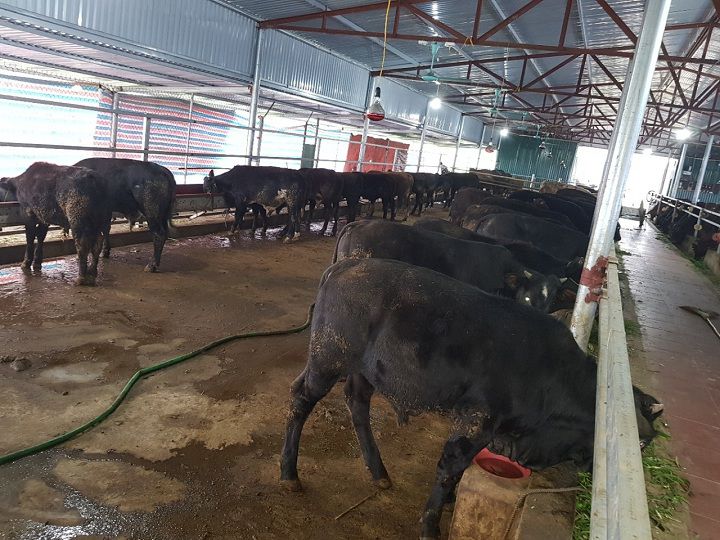 Mô hình chuồng trại chăn nuôi bò 3B