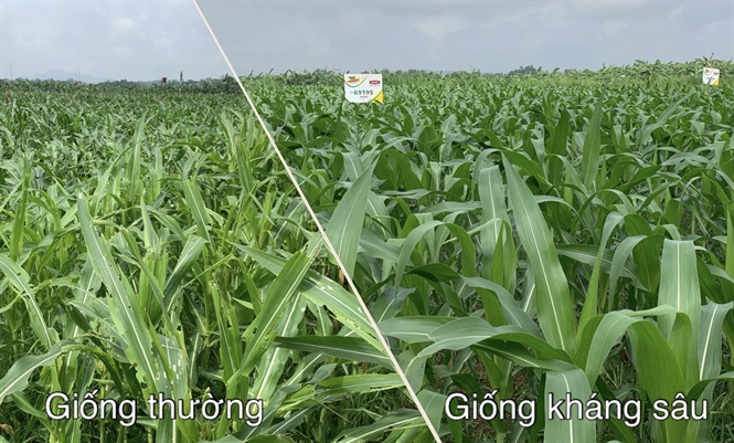 Công nghệ giống kháng sâu - khắc tinh của sâu keo mùa thu 2