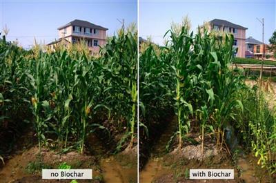 Dự án Khuyến nông Trung ương “Xây dựng mô hình sản xuất Biochar, phân hữu cơ vi sinh và ứng dụng vào sản xuất tại các xã nông thôn mới
