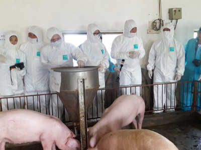 Quy trình chăn nuôi lợn an toàn sinh học 'cùng vào cùng ra'